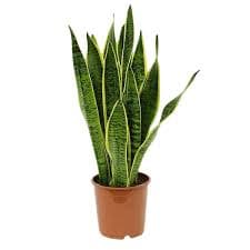 Snake Plant