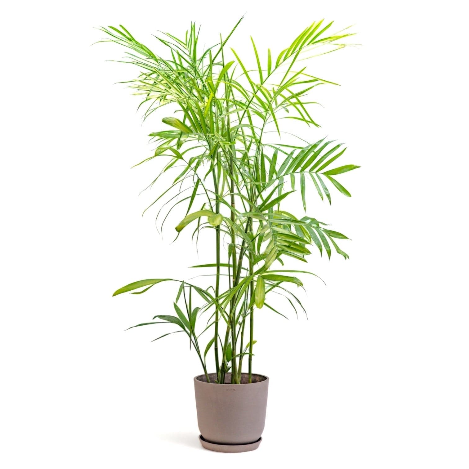 Bamboo Palm