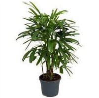 Lady Palm